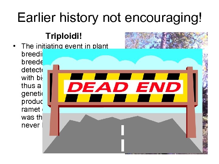 Earlier history not encouraging! Triploidi! • The initiating event in plant breeding was that