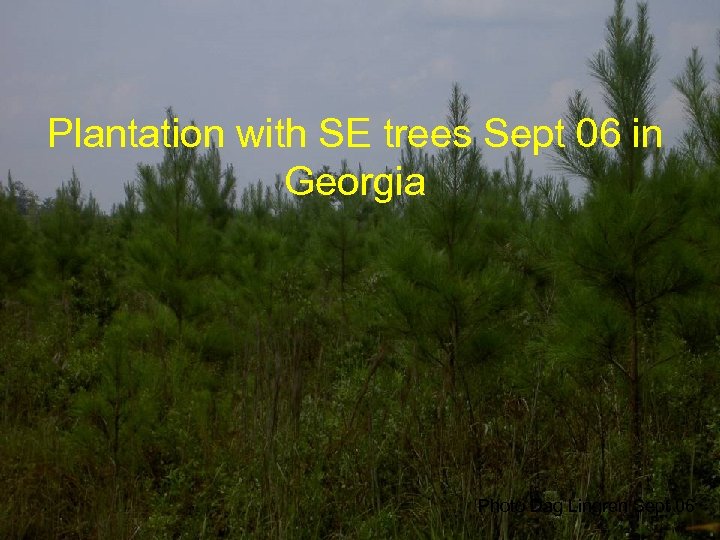 Plantation with SE trees Sept 06 in Georgia Photo Dag Lingren Sept 06 