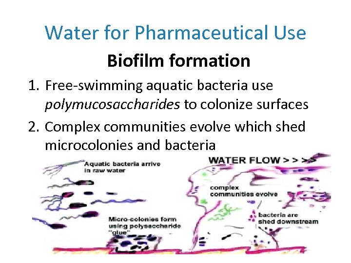 Water for Pharmaceutical Use Biofilm formation 1. Free-swimming aquatic bacteria use polymucosaccharides to colonize