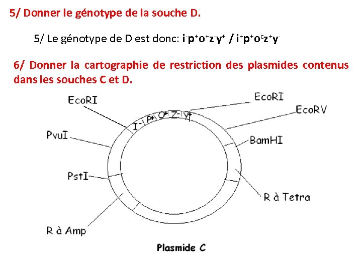 5/ Donner le génotype de la souche D. 5/ Le génotype de D est