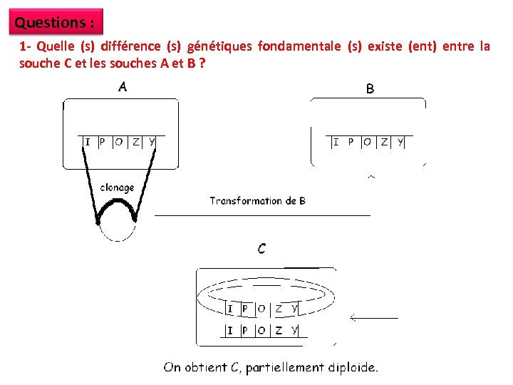 Questions : 1 - Quelle (s) différence (s) génétiques fondamentale (s) existe (ent) entre