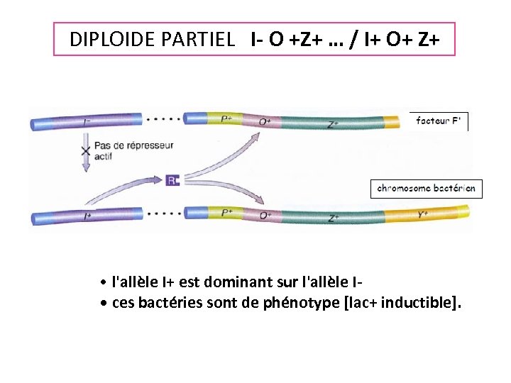 DIPLOIDE PARTIEL I- O +Z+ … / I+ O+ Z+ • l'allèle I+ est