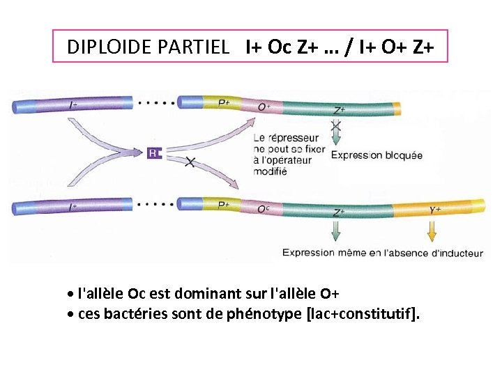 DIPLOIDE PARTIEL I+ Oc Z+ … / I+ O+ Z+ • l'allèle Oc est