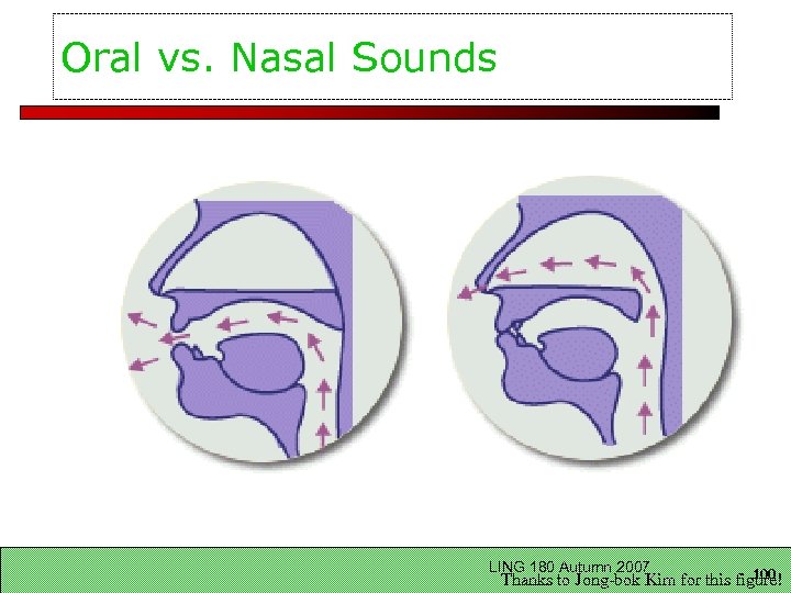 Oral vs. Nasal Sounds LING 180 Autumn 2007 100 Thanks to Jong-bok Kim for