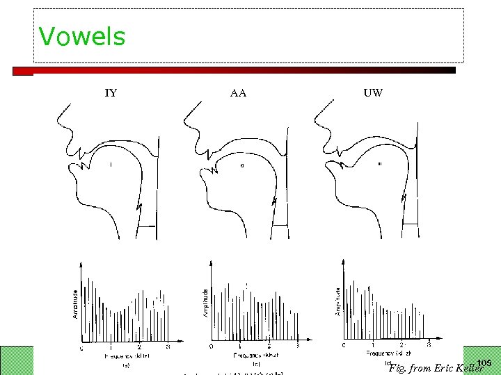 Vowels IY AA UW LING 180 Autumn 2007 105 Fig. from Eric Keller 