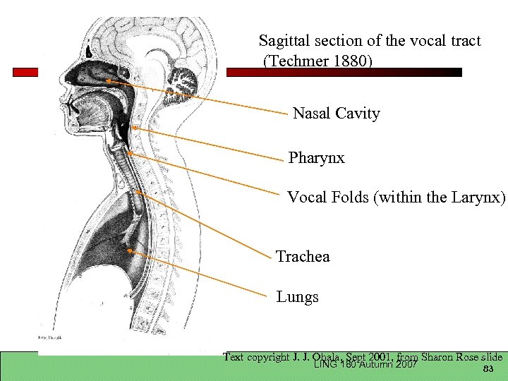 Sagittal section of the vocal tract (Techmer 1880) Nasal Cavity Pharynx Vocal Folds (within