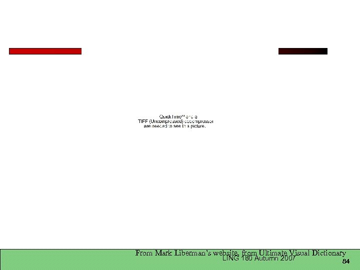 From Mark Liberman’s website, from Ultimate Visual Dictionary LING 180 Autumn 2007 84 