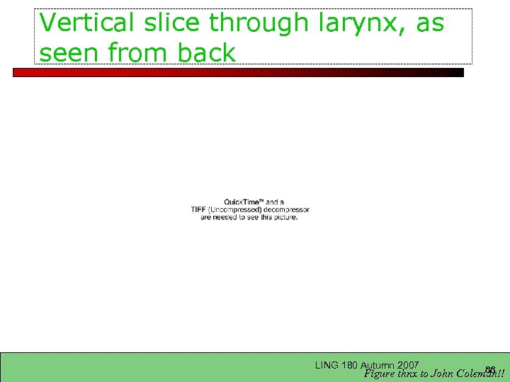 Vertical slice through larynx, as seen from back LING 180 Autumn 2007 88 Figure