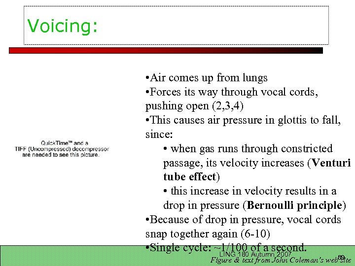 Voicing: • Air comes up from lungs • Forces its way through vocal cords,