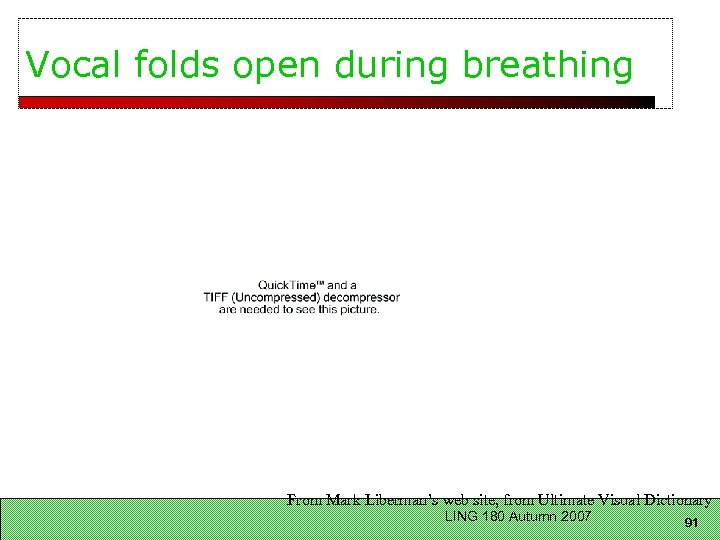 Vocal folds open during breathing From Mark Liberman’s web site, from Ultimate Visual Dictionary