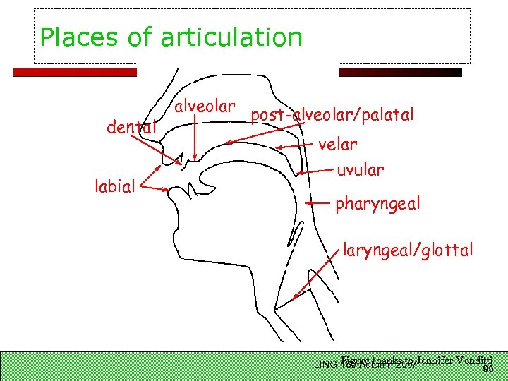 Places of articulation dental labial alveolar post-alveolar/palatal velar uvular pharyngeal laryngeal/glottal Figure thanks to