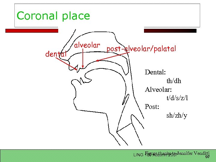Coronal place dental alveolar post-alveolar/palatal Dental: th/dh Alveolar: t/d/s/z/l Post: sh/zh/y Figure thanks to