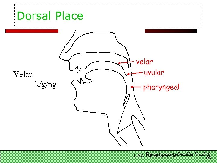 Dorsal Place velar uvular Velar: k/g/ng pharyngeal Figure thanks to LING 180 Autumn 2007