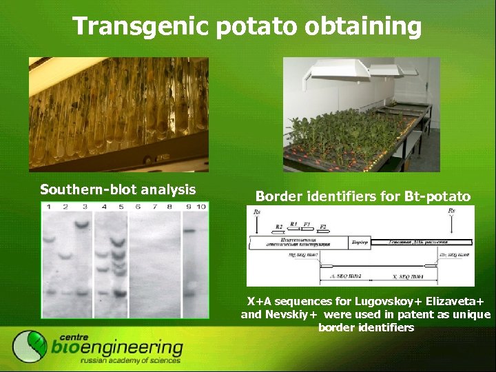 Transgenic potato obtaining Southern-blot analysis Border identifiers for Bt-potato X+A sequences for Lugovskoy+ Elizaveta+