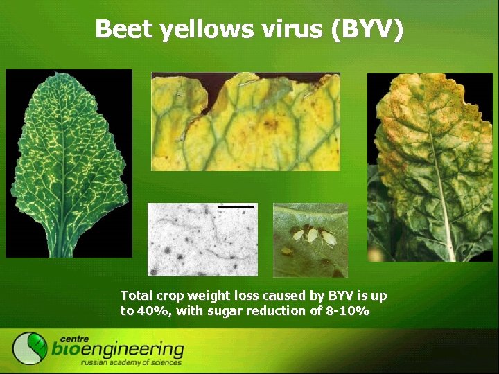 Beet yellows virus (BYV) Total crop weight loss caused by BYV is up to