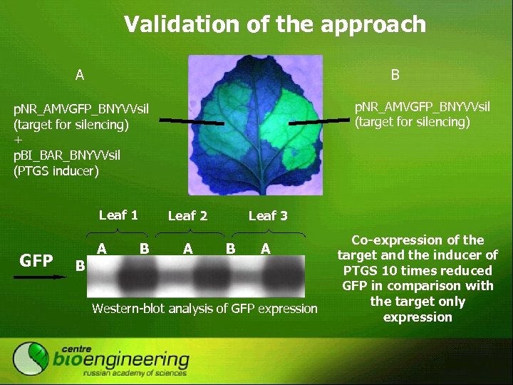 Validation of the approach B А p. NR_AMVGFP_BNYVVsil (target for silencing) + p. BI_BAR_BNYVVsil