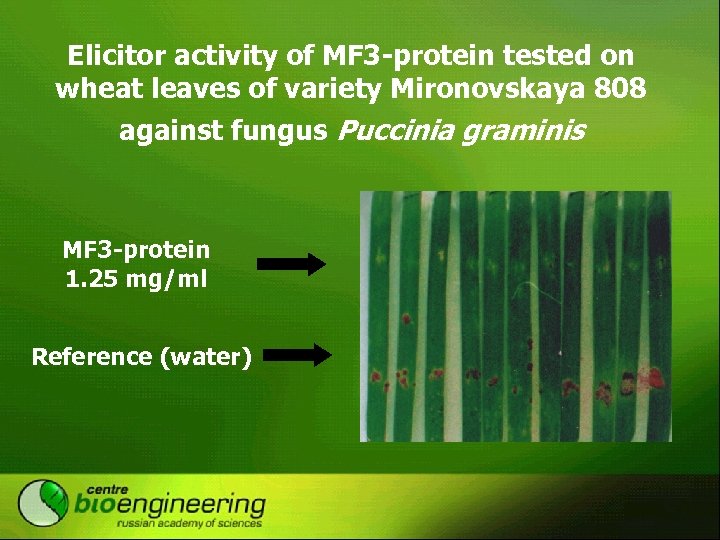 Elicitor activity of MF 3 -protein tested on wheat leaves of variety Mironovskaya 808
