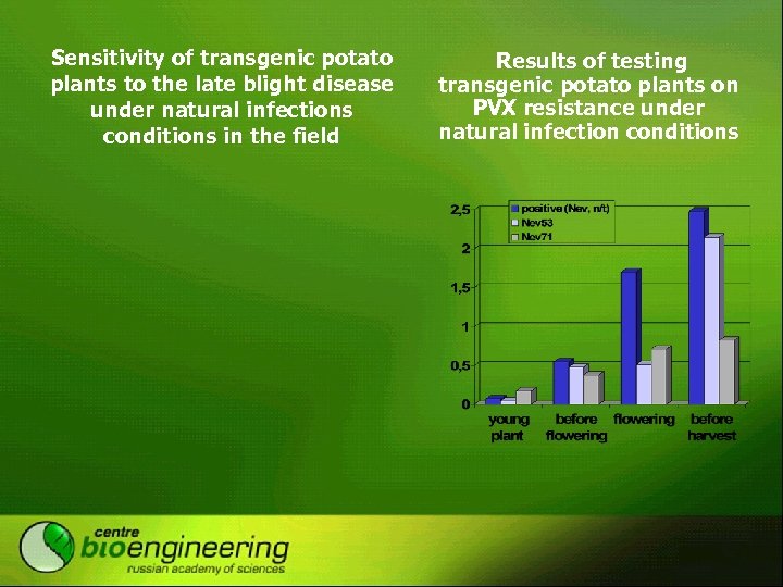 Sensitivity of transgenic potato plants to the late blight disease under natural infections conditions