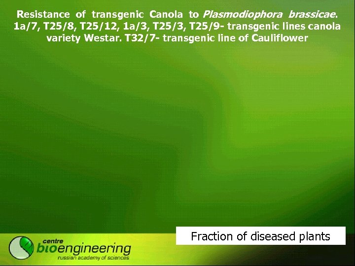 Resistance of transgenic Canola to Plasmodiophora brassicae. 1 а/7, Т 25/8, Т 25/12, 1