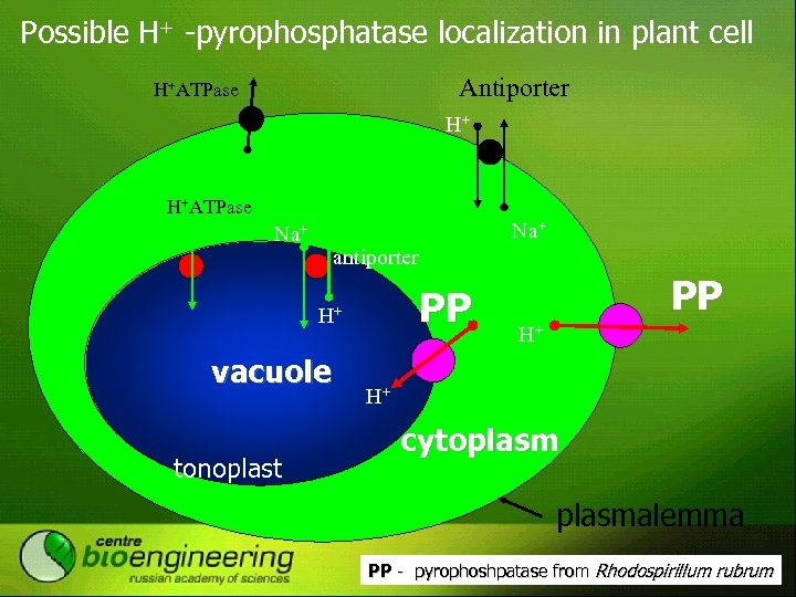Possible H+ -pyrophosphatase localization in plant cell Antiporter Н+ATPase Н+ Н+ATPase Na+ antiporter PP