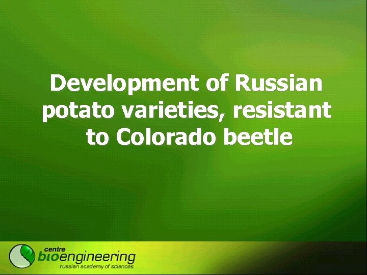 Development of Russian potato varieties, resistant to Colorado beetle 