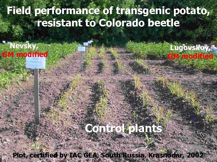 Field performance of transgenic potato, resistant to Colorado beetle Nevsky, GM modified Lugovskoy, GM