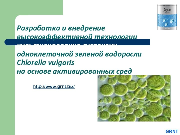 Разработка и внедрение высокоэффективной технологии культивирования суспензии одноклеточной зеленой водоросли Chlorella vulgaris на основе