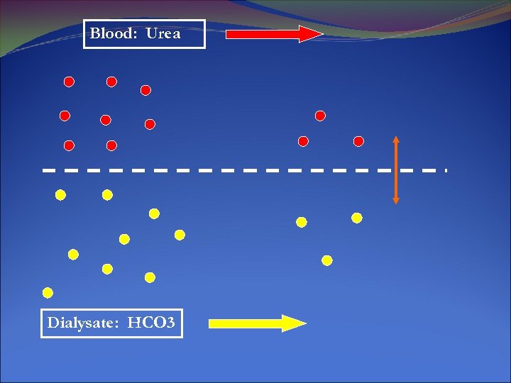 Blood: Urea Dialysate: HCO 3 