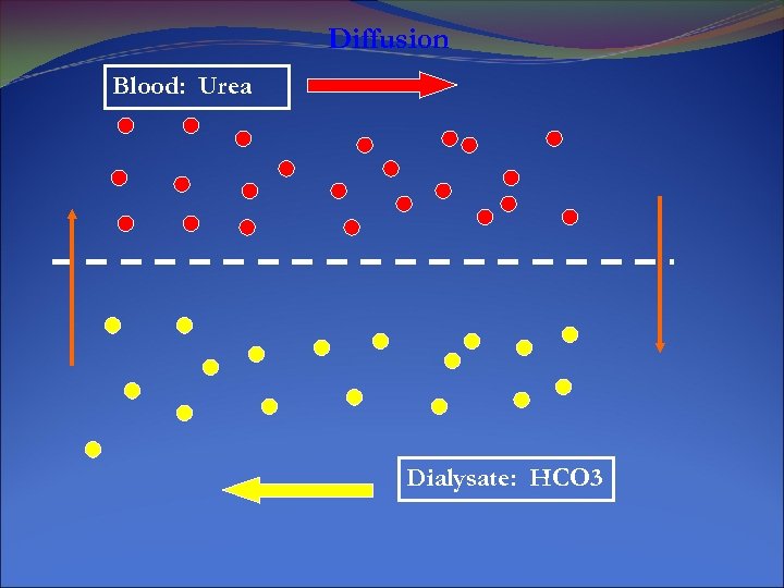 Diffusion Blood: Urea Dialysate: HCO 3 