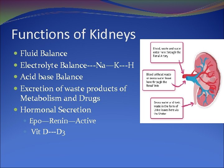 Functions of Kidneys Fluid Balance Electrolyte Balance---Na—K---H Acid base Balance Excretion of waste products