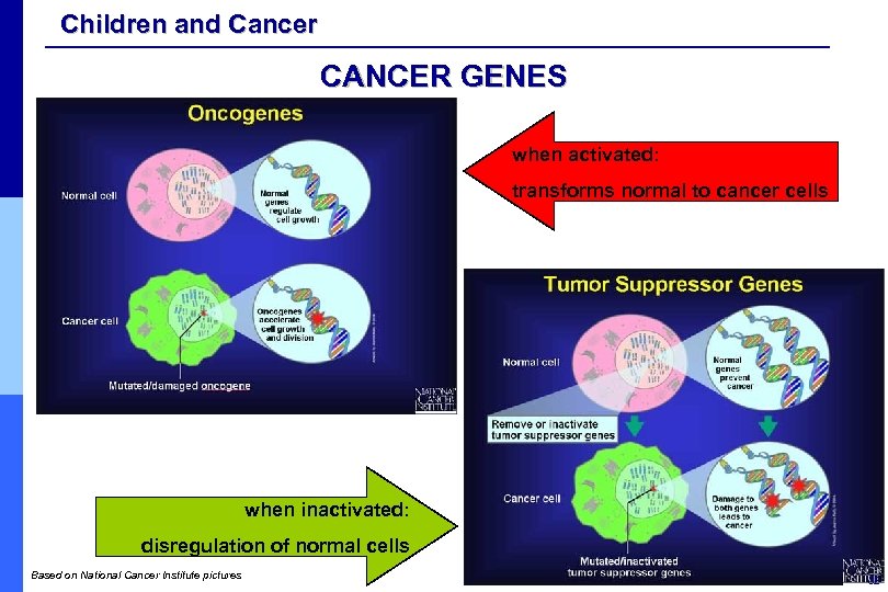 Children and Cancer CANCER GENES when activated: transforms normal to cancer cells when inactivated: