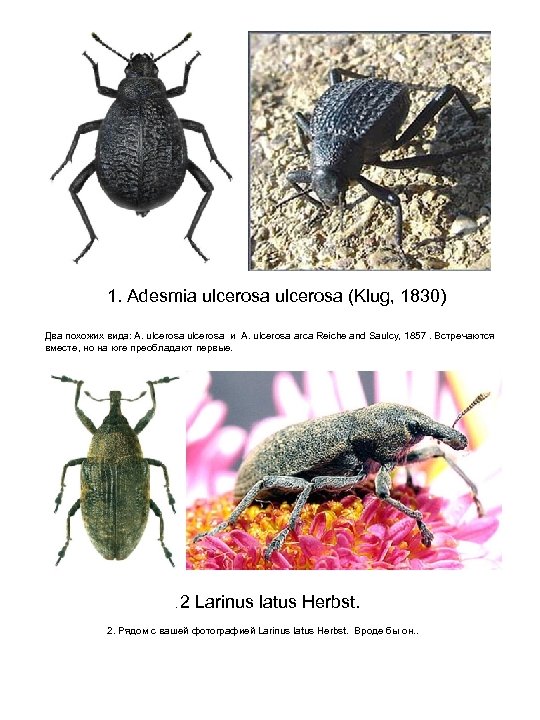 1. Adesmia ulcerosa (Klug, 1830) Два похожих вида: A. ulcerosa и A. ulcerosa arca