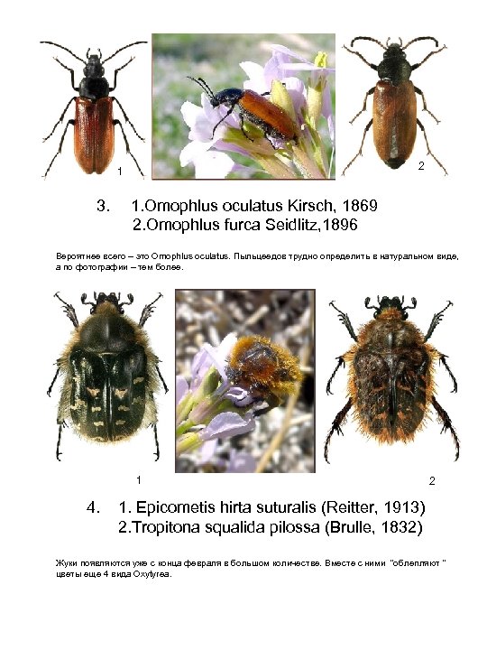 2 1 3. 1. Omophlus oculatus Kirsch, 1869 2. Omophlus furca Seidlitz, 1896 Вероятнее