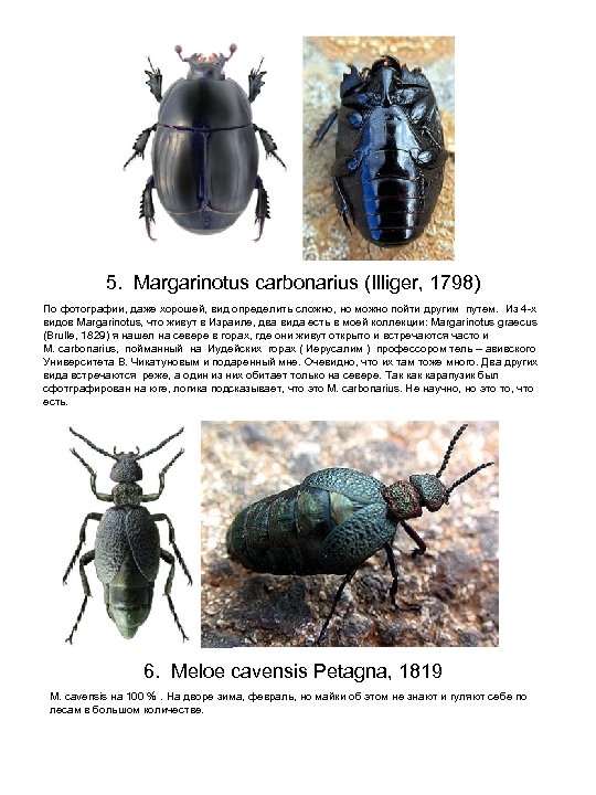 5. Margarinotus carbonarius (Illiger, 1798) По фотографии, даже хорошей, вид определить сложно, но можно