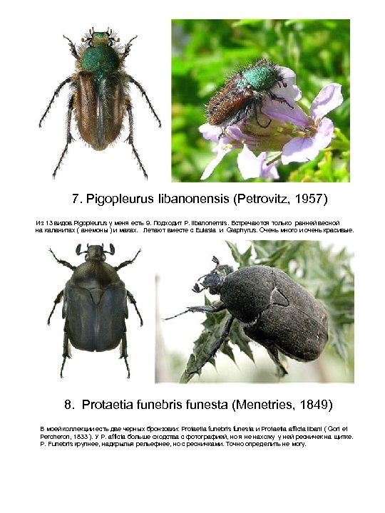 7. Pigopleurus libanonensis (Petrovitz, 1957) Из 13 видов Pigopleurus у меня есть 9. Подходит