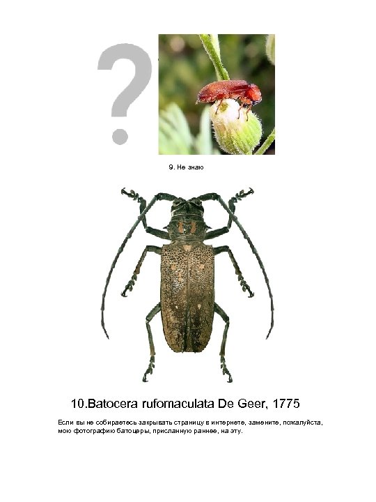 9. Не знаю 10. Batocera rufomaculata De Geer, 1775 Если вы не собираетесь закрывать