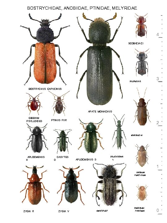 BOSTRYCHIDAE, ANOBIIDAE, PTINIDAE, MELYRIDAE 4 SCOBICIA CI XYLOPERTA R 3 BOSTRYCHUS CAPUCINUS APATE MONACHUS