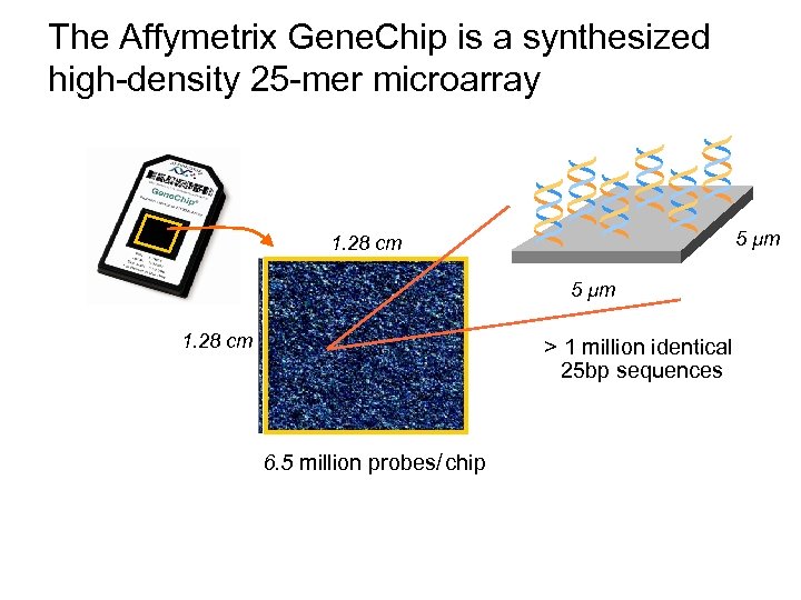The Affymetrix Gene. Chip is a synthesized high-density 25 -mer microarray * * *
