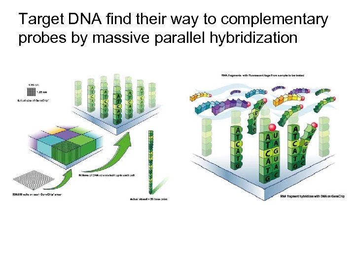 Target DNA find their way to complementary probes by massive parallel hybridization 
