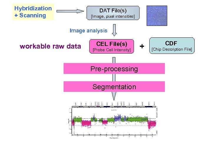 Hybridization + Scanning DAT File(s) [Image, pixel intensities] Image analysis workable raw data CEL