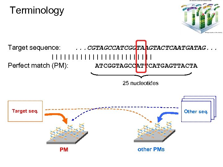 Terminology Target sequence: . . . CGTAGCCATCGGTAAGTACTCAATGATAG. . . ||||||||||||| Perfect match (PM): ATCGGTAGCCATTCATGAGTTACTA