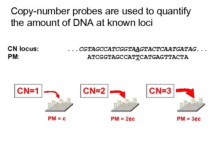 Copy-number probes are used to quantify the amount of DNA at known loci CN
