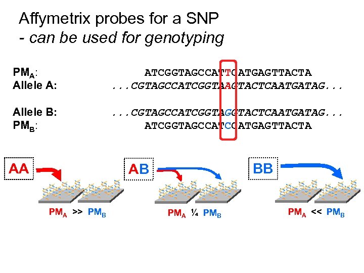Affymetrix probes for a SNP - can be used for genotyping PMA: Allele A: