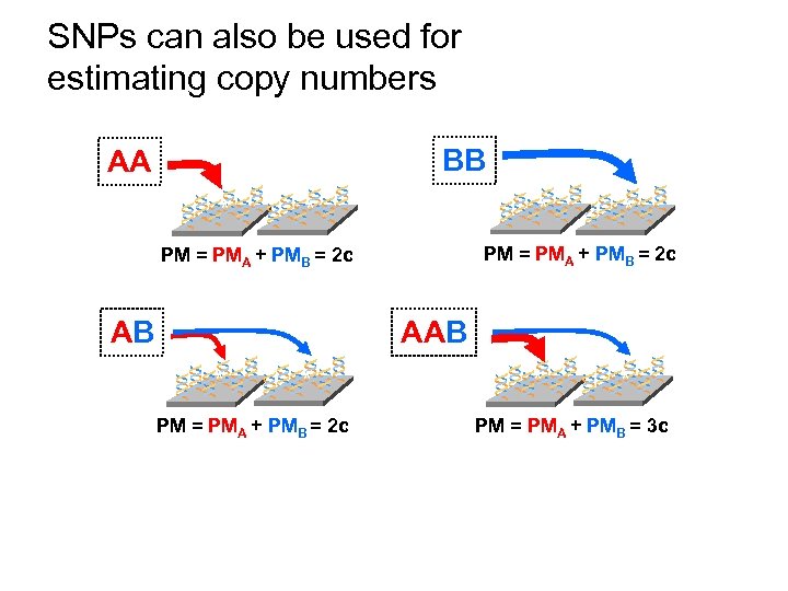 SNPs can also be used for estimating copy numbers BB AA ** * PM