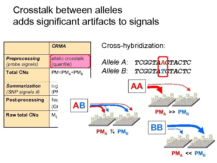 Crosstalk between alleles adds significant artifacts to signals CRMA Cross-hybridization: Preprocessing (probe signals) allelic