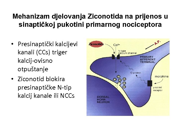 Mehanizam djelovanja Ziconotida na prijenos u sinaptičkoj pukotini primarnog nociceptora • Presinaptički kalcijevi kanali