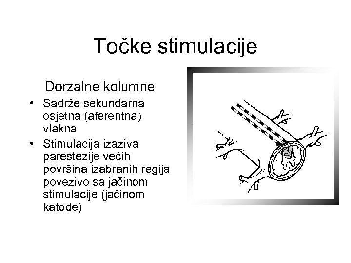 Točke stimulacije Dorzalne kolumne • Sadrže sekundarna osjetna (aferentna) vlakna • Stimulacija izaziva parestezije