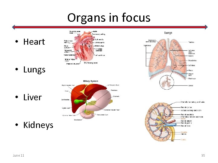 Organs in focus • Heart • Lungs • Liver • Kidneys June 11 35