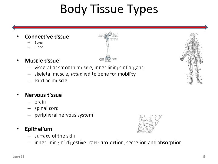 Body Tissue Types • Connective tissue – – Bone Blood • Muscle tissue –