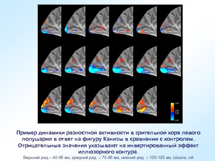 Пример динамики разностной активности в зрительной коре левого полушария в ответ на фигуру Канизы